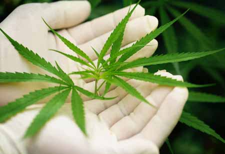 Tips for Effective Cannabis Advertising Compliance